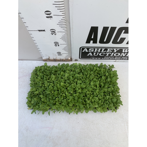 25 - A LARGE TRAY OF OVER FIFTY PETUNIAS 'EXPRESS MIX'. TO BE SOLD FOR THE FIFTY