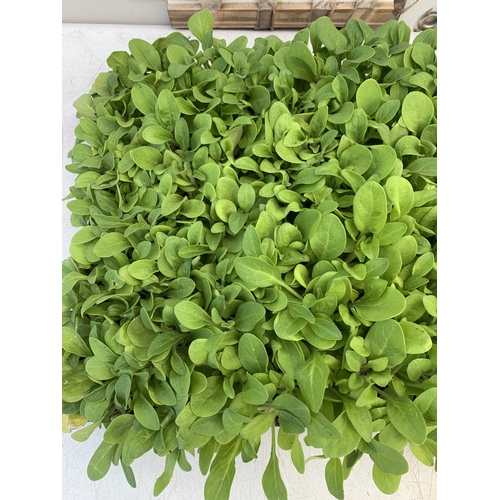 25 - A LARGE TRAY OF OVER FIFTY PETUNIAS 'EXPRESS MIX'. TO BE SOLD FOR THE FIFTY