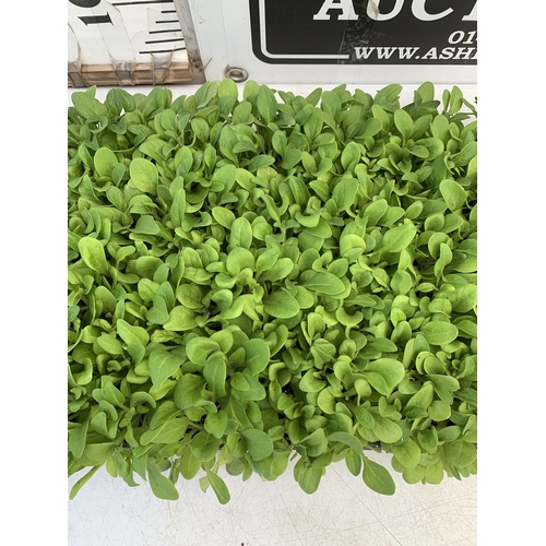 25 - A LARGE TRAY OF OVER FIFTY PETUNIAS 'EXPRESS MIX'. TO BE SOLD FOR THE FIFTY