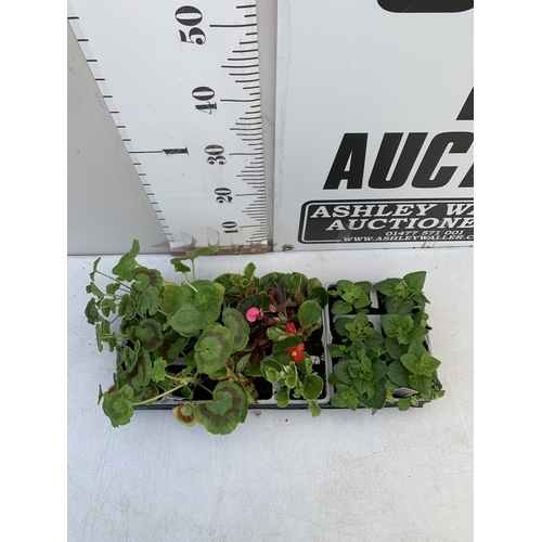 27 - EIGHTEEN MIXED BEDDING ON THREE TRAYS - TO INCLUDE SIX BEGONIA SEMPERFLORENS, SIX GERANIUM 'CABARET ... 