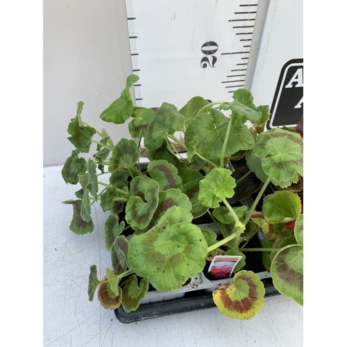 27 - EIGHTEEN MIXED BEDDING ON THREE TRAYS - TO INCLUDE SIX BEGONIA SEMPERFLORENS, SIX GERANIUM 'CABARET ... 