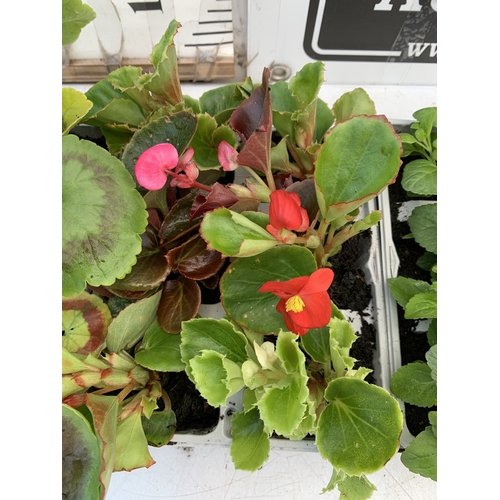 27 - EIGHTEEN MIXED BEDDING ON THREE TRAYS - TO INCLUDE SIX BEGONIA SEMPERFLORENS, SIX GERANIUM 'CABARET ... 