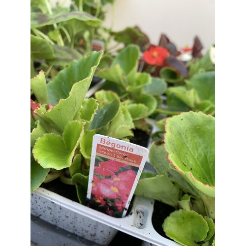 27 - EIGHTEEN MIXED BEDDING ON THREE TRAYS - TO INCLUDE SIX BEGONIA SEMPERFLORENS, SIX GERANIUM 'CABARET ... 