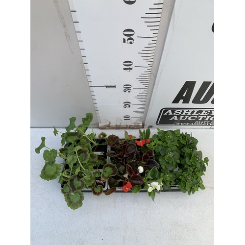 29 - EIGHTEEN MIXED BEDDING ON THREE TRAYS - TO INCLUDE SIX BEGONIA SEMPERFLORENS, SIX GERANIUM 'CABARET ... 