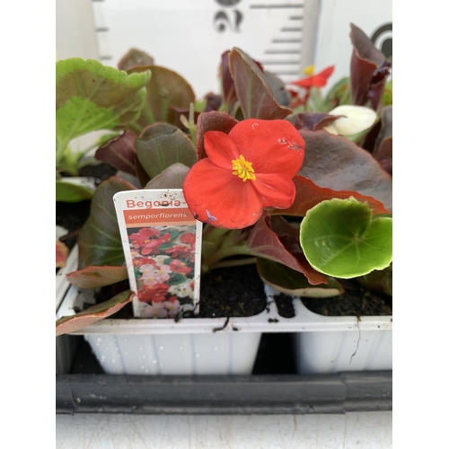 29 - EIGHTEEN MIXED BEDDING ON THREE TRAYS - TO INCLUDE SIX BEGONIA SEMPERFLORENS, SIX GERANIUM 'CABARET ... 
