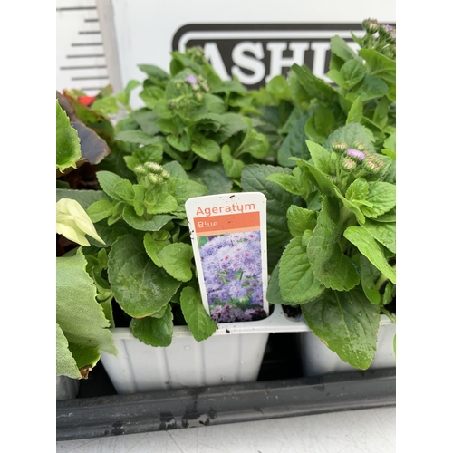 29 - EIGHTEEN MIXED BEDDING ON THREE TRAYS - TO INCLUDE SIX BEGONIA SEMPERFLORENS, SIX GERANIUM 'CABARET ... 