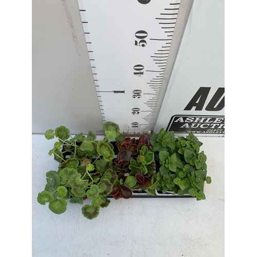 30 - EIGHTEEN MIXED BEDDING ON THREE TRAYS - TO INCLUDE SIX BEGONIA SEMPERFLORENS, SIX GERANIUM 'CABARET ... 