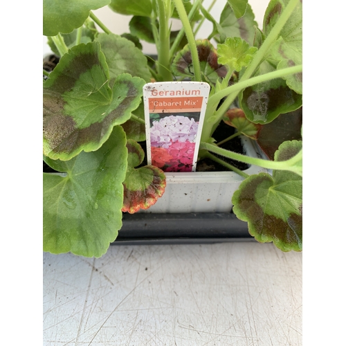 30 - EIGHTEEN MIXED BEDDING ON THREE TRAYS - TO INCLUDE SIX BEGONIA SEMPERFLORENS, SIX GERANIUM 'CABARET ... 