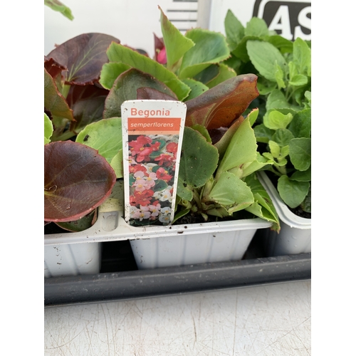 30 - EIGHTEEN MIXED BEDDING ON THREE TRAYS - TO INCLUDE SIX BEGONIA SEMPERFLORENS, SIX GERANIUM 'CABARET ... 