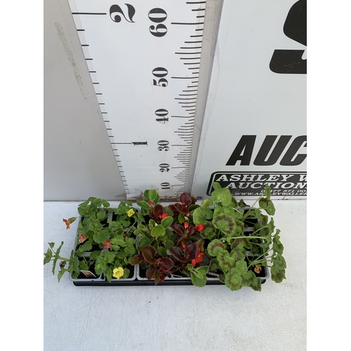 32 - EIGHTEEN MIXED BEDDING ON THREE TRAYS - TO INCLUDE SIX BEGONIA SEMPERFLORENS, SIX GERANIUM 'CABARET ... 