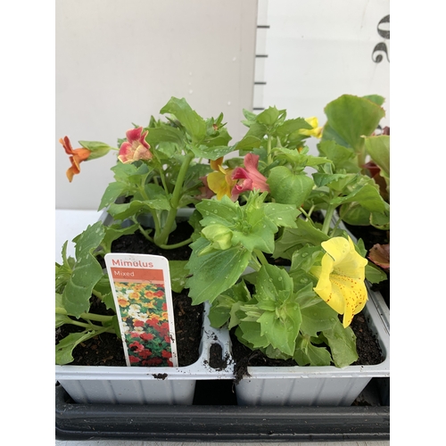 32 - EIGHTEEN MIXED BEDDING ON THREE TRAYS - TO INCLUDE SIX BEGONIA SEMPERFLORENS, SIX GERANIUM 'CABARET ... 