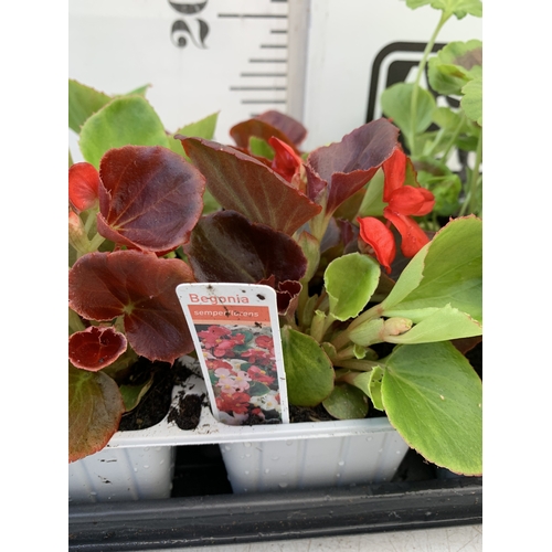 32 - EIGHTEEN MIXED BEDDING ON THREE TRAYS - TO INCLUDE SIX BEGONIA SEMPERFLORENS, SIX GERANIUM 'CABARET ... 