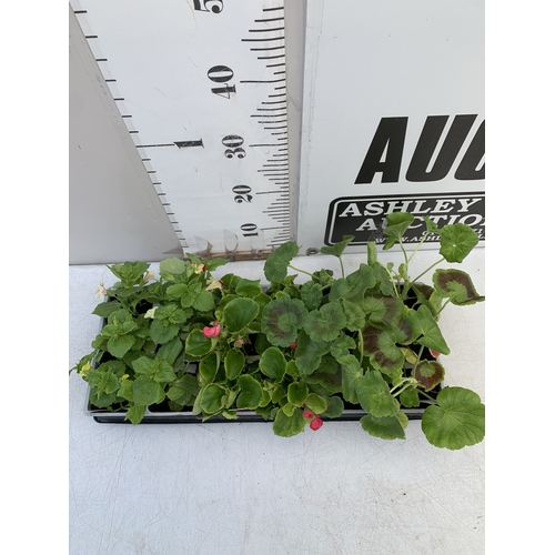 33 - EIGHTEEN MIXED BEDDING ON THREE TRAYS - TO INCLUDE SIX BEGONIA SEMPERFLORENS, SIX GERANIUM 'CABARET ... 