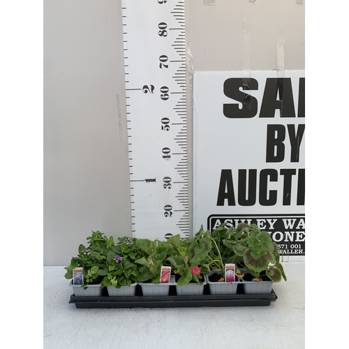 Lot 35        