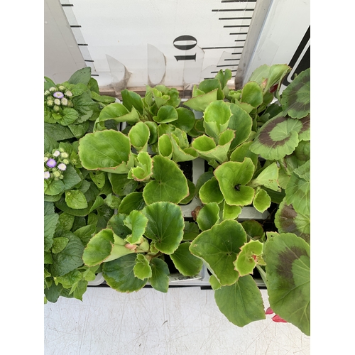 35 - EIGHTEEN MIXED BEDDING ON THREE TRAYS - TO INCLUDE SIX BEGONIA SEMPERFLORENS, SIX GERANIUM 'CABARET ... 