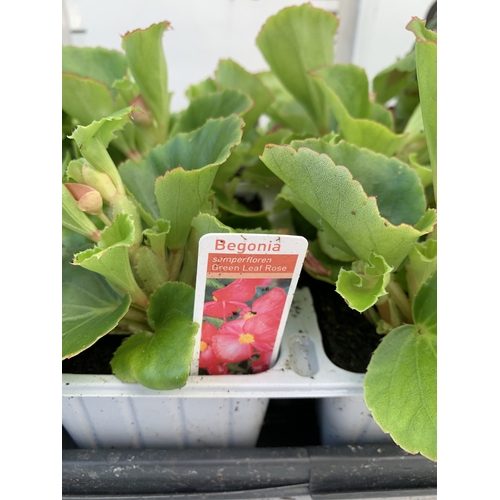 35 - EIGHTEEN MIXED BEDDING ON THREE TRAYS - TO INCLUDE SIX BEGONIA SEMPERFLORENS, SIX GERANIUM 'CABARET ... 