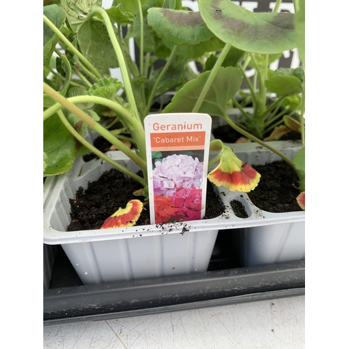 35 - EIGHTEEN MIXED BEDDING ON THREE TRAYS - TO INCLUDE SIX BEGONIA SEMPERFLORENS, SIX GERANIUM 'CABARET ... 