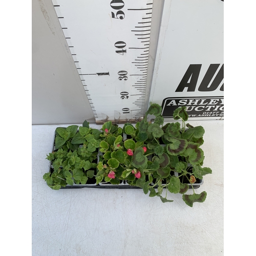 36 - EIGHTEEN MIXED BEDDING ON THREE TRAYS - TO INCLUDE SIX BEGONIA SEMPERFLORENS, SIX GERANIUM 'CABARET ... 