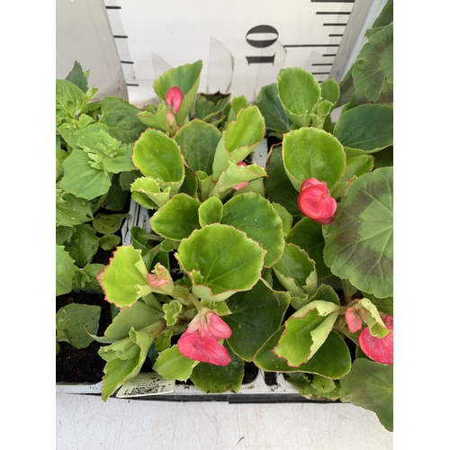 36 - EIGHTEEN MIXED BEDDING ON THREE TRAYS - TO INCLUDE SIX BEGONIA SEMPERFLORENS, SIX GERANIUM 'CABARET ... 