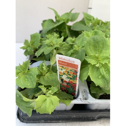 36 - EIGHTEEN MIXED BEDDING ON THREE TRAYS - TO INCLUDE SIX BEGONIA SEMPERFLORENS, SIX GERANIUM 'CABARET ... 