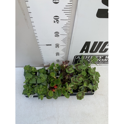 38 - EIGHTEEN MIXED BEDDING ON THREE TRAYS - TO INCLUDE SIX BEGONIA SEMPERFLORENS, SIX GERANIUM 'CABARET ... 