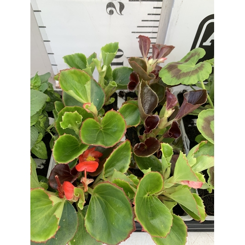 38 - EIGHTEEN MIXED BEDDING ON THREE TRAYS - TO INCLUDE SIX BEGONIA SEMPERFLORENS, SIX GERANIUM 'CABARET ... 