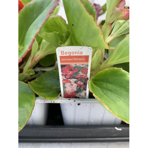 38 - EIGHTEEN MIXED BEDDING ON THREE TRAYS - TO INCLUDE SIX BEGONIA SEMPERFLORENS, SIX GERANIUM 'CABARET ... 