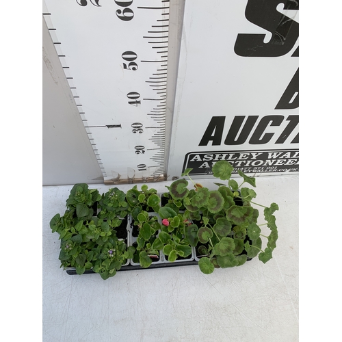 41 - EIGHTEEN MIXED BEDDING ON THREE TRAYS - TO INCLUDE SIX BEGONIA SEMPERFLORENS, SIX GERANIUM 'CABARET ... 