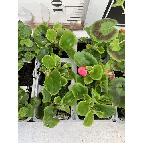 41 - EIGHTEEN MIXED BEDDING ON THREE TRAYS - TO INCLUDE SIX BEGONIA SEMPERFLORENS, SIX GERANIUM 'CABARET ... 