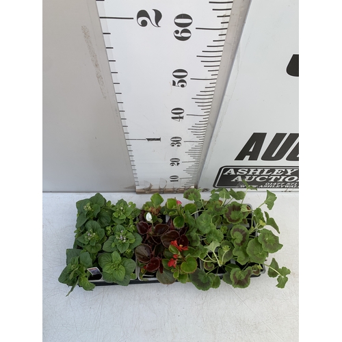 42 - EIGHTEEN MIXED BEDDING ON THREE TRAYS - TO INCLUDE SIX BEGONIA SEMPERFLORENS, SIX GERANIUM 'CABARET ... 