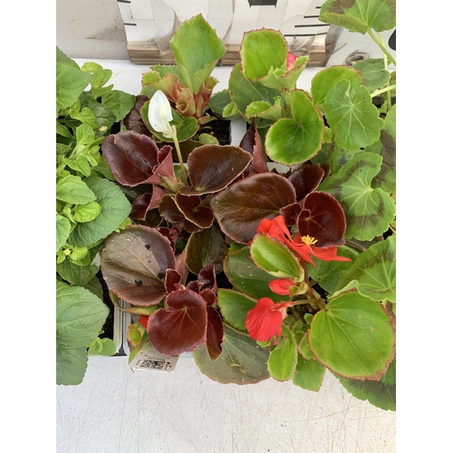 42 - EIGHTEEN MIXED BEDDING ON THREE TRAYS - TO INCLUDE SIX BEGONIA SEMPERFLORENS, SIX GERANIUM 'CABARET ... 