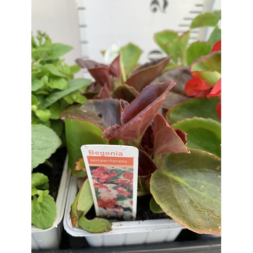 42 - EIGHTEEN MIXED BEDDING ON THREE TRAYS - TO INCLUDE SIX BEGONIA SEMPERFLORENS, SIX GERANIUM 'CABARET ... 