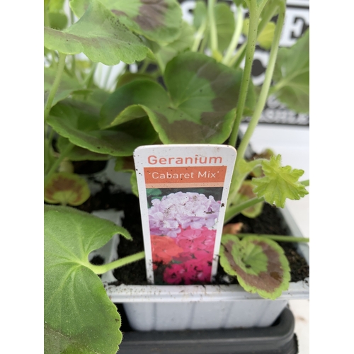 42 - EIGHTEEN MIXED BEDDING ON THREE TRAYS - TO INCLUDE SIX BEGONIA SEMPERFLORENS, SIX GERANIUM 'CABARET ... 