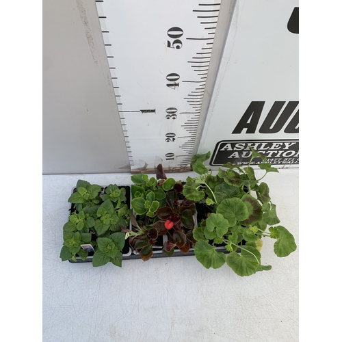 43 - EIGHTEEN MIXED BEDDING ON THREE TRAYS - TO INCLUDE SIX BEGONIA SEMPERFLORENS, SIX GERANIUM 'CABARET ... 