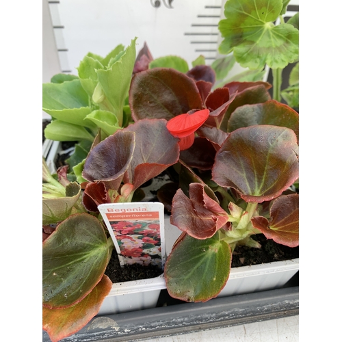 43 - EIGHTEEN MIXED BEDDING ON THREE TRAYS - TO INCLUDE SIX BEGONIA SEMPERFLORENS, SIX GERANIUM 'CABARET ... 