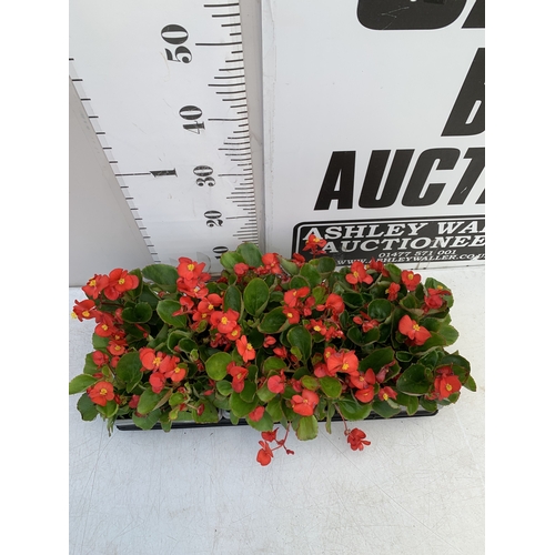 44 - EIGHTEEN BEGONIA SEMPS RED ON THREE TRAYS. TO BE SOLD FOR THE EIGHTEEN