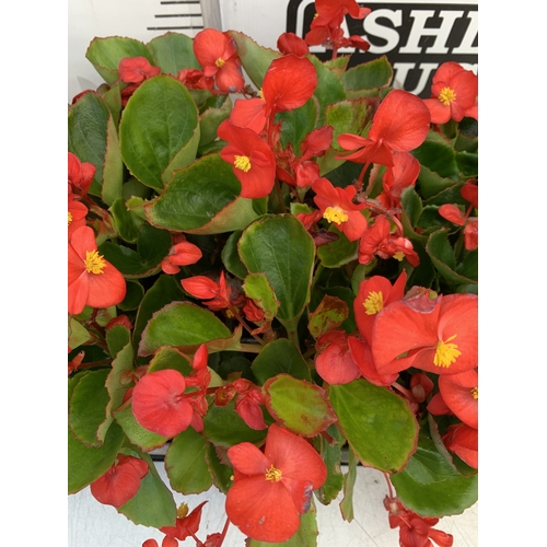 44 - EIGHTEEN BEGONIA SEMPS RED ON THREE TRAYS. TO BE SOLD FOR THE EIGHTEEN