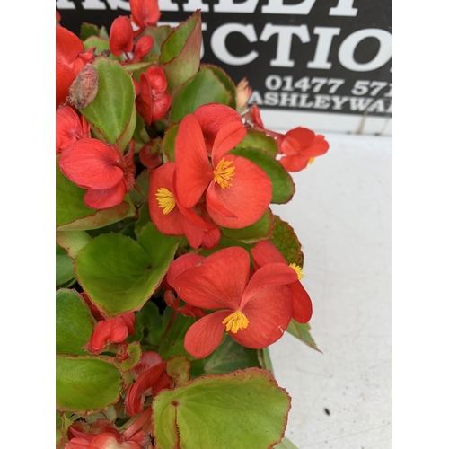 44 - EIGHTEEN BEGONIA SEMPS RED ON THREE TRAYS. TO BE SOLD FOR THE EIGHTEEN