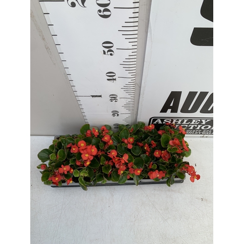 47 - EIGHTEEN BEGONIA SEMPS RED ON THREE TRAYS. TO BE SOLD FOR THE EIGHTEEN