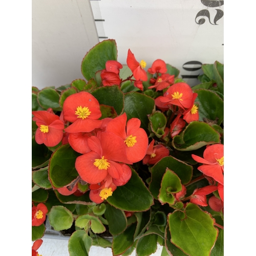 47 - EIGHTEEN BEGONIA SEMPS RED ON THREE TRAYS. TO BE SOLD FOR THE EIGHTEEN