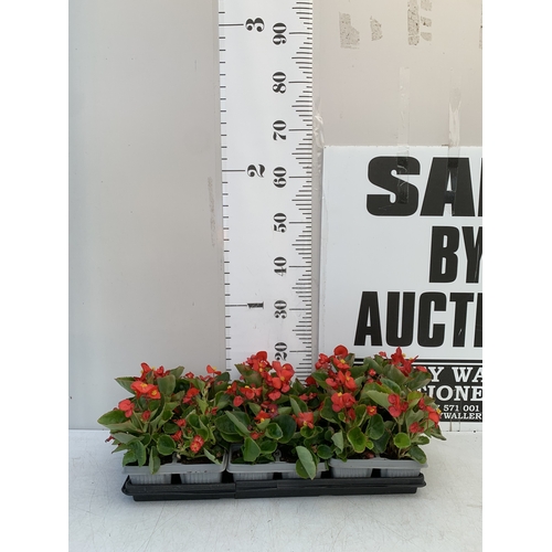 48 - EIGHTEEN BEGONIA SEMPS RED ON THREE TRAYS. TO BE SOLD FOR THE EIGHTEEN