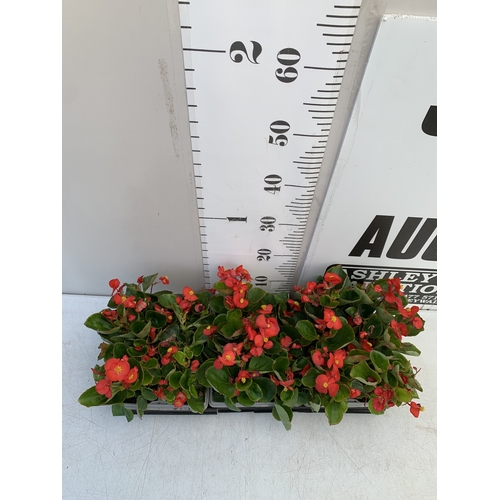 48 - EIGHTEEN BEGONIA SEMPS RED ON THREE TRAYS. TO BE SOLD FOR THE EIGHTEEN