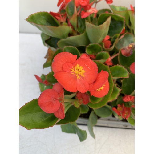 48 - EIGHTEEN BEGONIA SEMPS RED ON THREE TRAYS. TO BE SOLD FOR THE EIGHTEEN