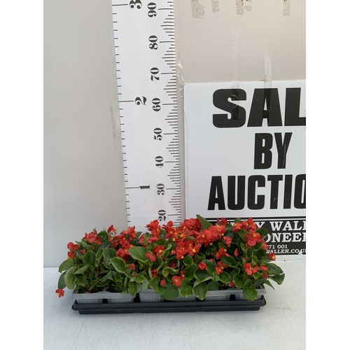 49 - EIGHTEEN BEGONIA SEMPS RED ON THREE TRAYS. TO BE SOLD FOR THE EIGHTEEN