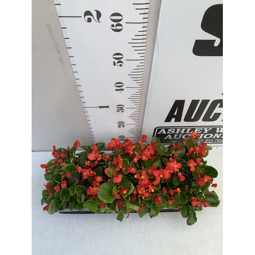 49 - EIGHTEEN BEGONIA SEMPS RED ON THREE TRAYS. TO BE SOLD FOR THE EIGHTEEN