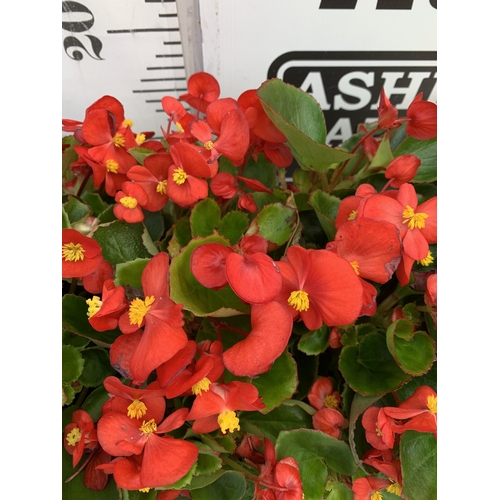 49 - EIGHTEEN BEGONIA SEMPS RED ON THREE TRAYS. TO BE SOLD FOR THE EIGHTEEN