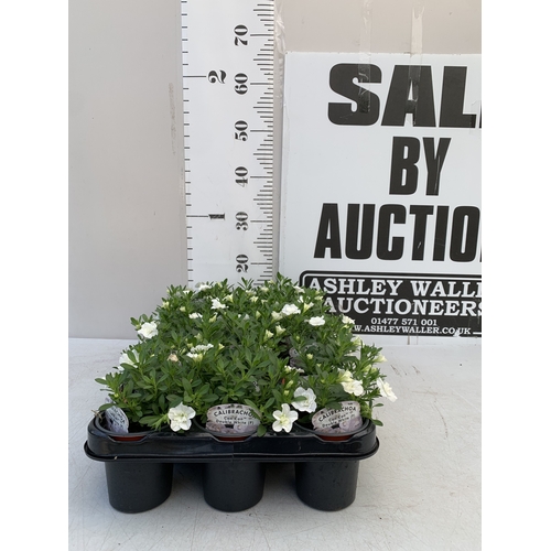 50 - EIGHTEEN CALIBRACHOA CAN CAN 'DOUBLE WHITE' IN P9CM POTS ON A TRAY. TO BE SOLD FOR THE EIGHTEEN