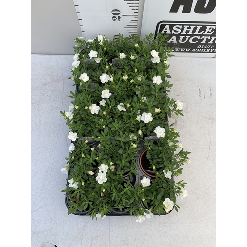 50 - EIGHTEEN CALIBRACHOA CAN CAN 'DOUBLE WHITE' IN P9CM POTS ON A TRAY. TO BE SOLD FOR THE EIGHTEEN