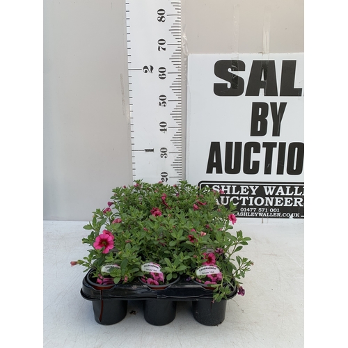 52 - EIGHTEEN CALIBRACHOA 'EYECONIC PINK' IN P9CM POTS ON A TRAY. TO BE SOLD FOR THE EIGHTEEN