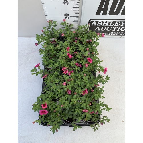 52 - EIGHTEEN CALIBRACHOA 'EYECONIC PINK' IN P9CM POTS ON A TRAY. TO BE SOLD FOR THE EIGHTEEN